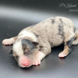 Miniature Australian Shepherd and Toy Australian Shepherd Puppies from P3 Toy and Miniature Australian Shepherd’s