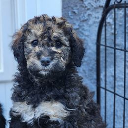 Bernedoodle Puppies from Adorable Dixie Doodles
