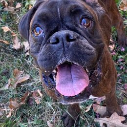 Boxer Puppies from Sand Creek Boxer Kennel