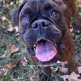 Boxer Puppies from Sand Creek Boxer Kennel