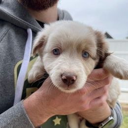Miniature Australian Shepherd Puppies from Little Sooner Aussies