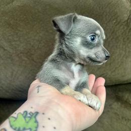 Tiny teacup Princess - Blue and tan female Chihuahua puppy in Alvord, Texas from Gift of Gods Favor