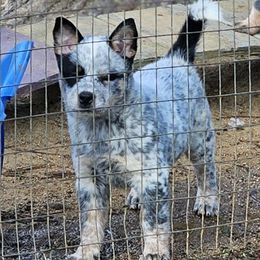 Cayenne - Blue mottled female Australian Cattle Dog puppy in China Grove, North Carolina from Indigojos Australian Cattle Dogs