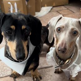 Daisy - Dachshund