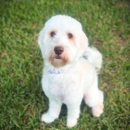 Sonny - Goldendoodle