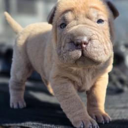 Wynonna - Isabella dilute female Chinese Shar-Pei puppy in Salem, Ohio from WrinkleMonsters