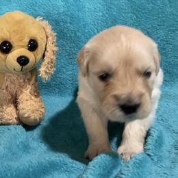 Peaches - Light golden female Golden Retriever puppy in Ennis, Texas from Amberidge Golden Retrievers