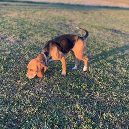 Roxi - Beagle