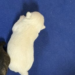 Boy 1 - Wheaten male Scottish Terrier puppy in Chattanooga, Oklahoma from Lottie Dottie Scottie’s and Papillons