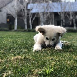 Golden Retriever Puppies from Sanctuary Ranch Goldens