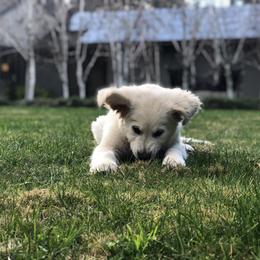 Golden Retriever Puppies from Sanctuary Ranch Goldens