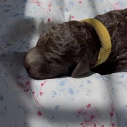 Petal - Chocolate female Labradoodle puppy in Stamford, Connecticut from Doodles of CT