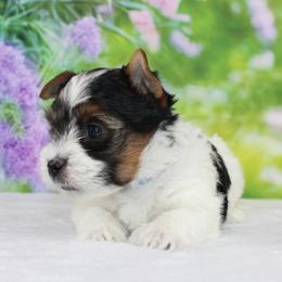 Jacob 3750 - Black tan and white male Biewer Terrier puppy in Ambrose, Georgia from Southern Star Biewer Terriers