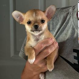 Audie - Fawn female Chihuahua puppy in Spring Hill, Florida from Stardom Chihuahuas & CKCS
