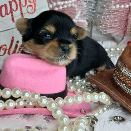 Jeremiah - Black and gold male Yorkshire Terrier puppy in Humble, Texas from Marnax Yorkshire Babies