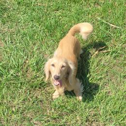Bubbles - Dachshund
