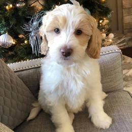 Australian Labradoodle Puppies from Love My Labradoodles
