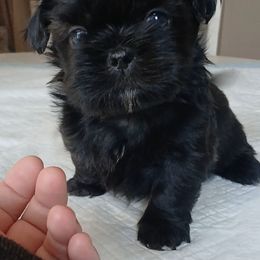 Wednesday - Black female Shih Tzu puppy in Brodnax, Virginia from Kbsshihtzus