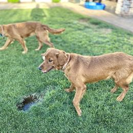 Golden Retriever Puppies from Arizona Dream Goldens