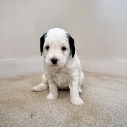 Bernedoodle Puppies from Dashing Doodles