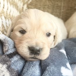 Firebird - Light golden male Golden Retriever puppy in Watkins, Colorado from Brightside Goldens