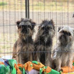 Brussels Griffons from Griffs & Giggles Ranch - The Cortez Family