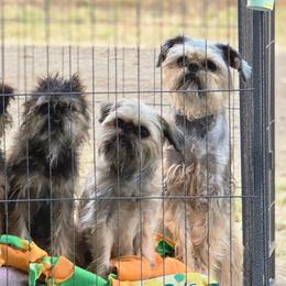 Brussels Griffons from Griffs & Giggles Ranch - The Cortez Family