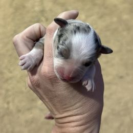 Snowflake - Blue merle female Miniature American Shepherd puppy in Bayard, Nebraska from Puppies by Alies