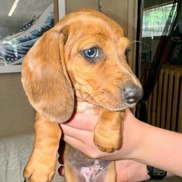 AKC Scarlet - Dapple female Dachshund puppy in Knoxville, Tennessee from Thea's Puppies