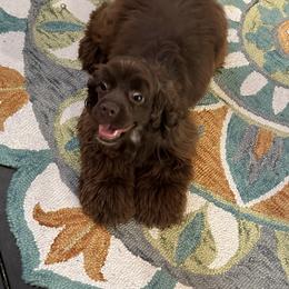 Cocker Spaniel Puppies from Anastasia Knight's Cocker Spaniels