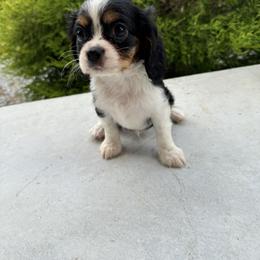 Cavalier King Charles Spaniel Puppies from Freeman's Royal Cavaliers