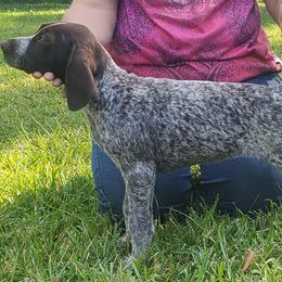 German Shorthaired Pointers from Agape Kennels