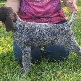 German Shorthaired Pointers from Agape Kennels
