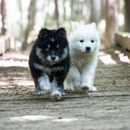 Pomsky Puppies from New World Pomskies