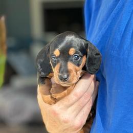 Ringo - Black and tan male Dachshund puppy in Palo Cedro, California from RK Doxies
