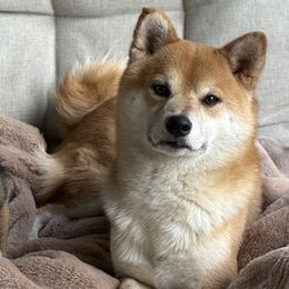 Shiba Inu from SmolBeans Kennel