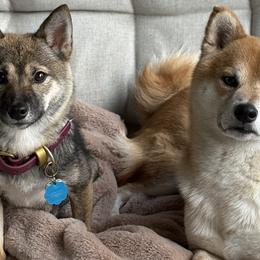 Shiba Inu from SmolBeans Kennel