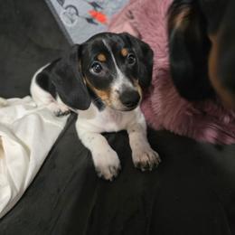 Jingle - Piebald male Dachshund puppy in Oklahoma City, Oklahoma from Hamm Weenies  AKC (Dachshunds)