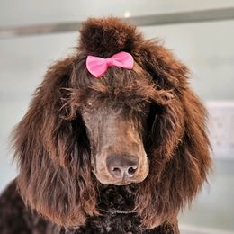 Reese - Poodle