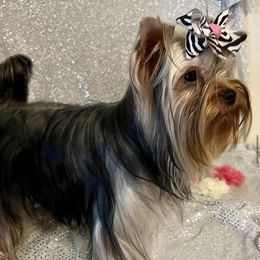 Churro - Yorkshire Terrier