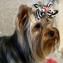 Churro - Yorkshire Terrier