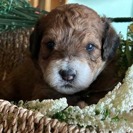 Sawatch, 2 weeks old - Wheaten female Whoodle puppy in Crawford, Colorado from Saddle Mountain Doodles