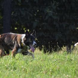 Border Collies and Miniature American Shepherds from SaturnMoon MAS & BC
