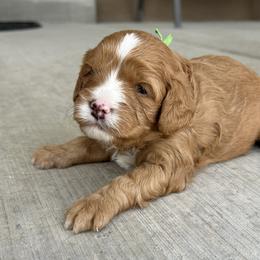 Bernedoodles, Bernese Mountain Dogs, Cavapoos, Goldendoodles, Golden Retrievers, Pembroke Welsh Corgis, and Poodles from Shaggy Mountain Pups LLC