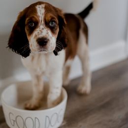 English Springer Spaniel Puppies from Hembree Creek Springers