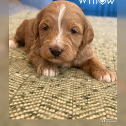 Girl 2 - Cream female Goldendoodle puppy in Glendale, Arizona from Follow Your Bliss Doodles