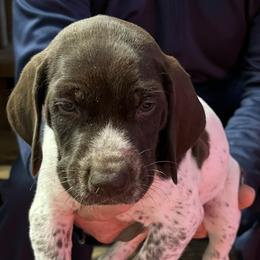Orange collar - White and liver male German Shorthaired Pointer puppy in Beaverdam, Virginia from Harts Hill Kennel