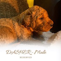 Dasher - Apricot male Goldendoodle puppy in Augusta, Maine from Bridgewood Doodle Farm LLC.