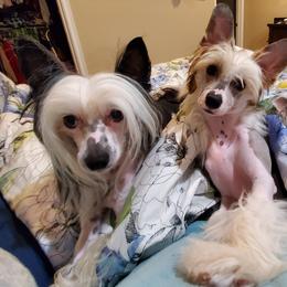Chinese Cresteds and Russian Tsvetnaya Bolonkas from BiJou Kennels