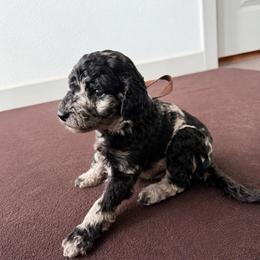 Curaçao - Merle female Goldendoodle puppy in Houston, Texas from Were The Mack'Doodles